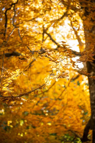 在长满了秋叶的长满了太阳的光芒下 古树在秋天长满了枝叶 — 图库照片