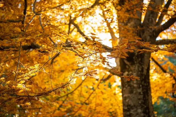 Secular Beech Lit Sun Rays Full Autumn Foliage Ancient Tree — Stock Photo, Image