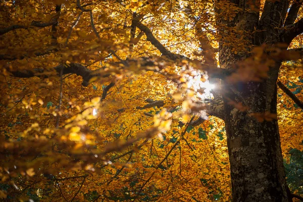 Säkulare Buche Beleuchtet Von Den Sonnenstrahlen Vollem Herbstlaub Uralter Baum — Stockfoto