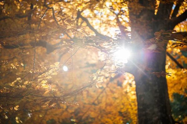 Sekulär Bok Upplyst Solens Strålar Helhöstlövverk Forntida Träd Höstperioden Fullt — Stockfoto