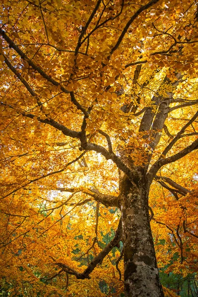 在长满了秋叶的长满了太阳的光芒下 古树在秋天长满了枝叶 — 图库照片