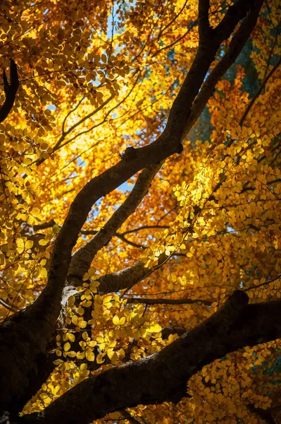 Světský Buk Osvětlený Slunečními Paprsky Plném Podzimním Listoví Prastarý Strom — Stock fotografie