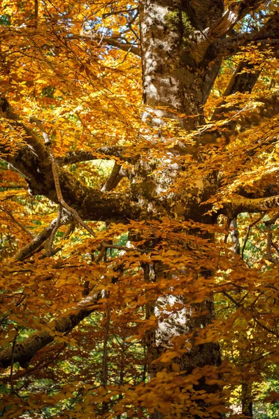 満開の紅葉の太陽の光に照らされたブナの世俗的な姿 紅葉の古木 — ストック写真