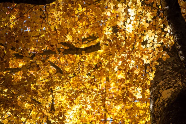 Świeckie Buki Oświetlone Promieniami Słońca Jesiennych Liściach Starożytne Drzewo Jesiennym — Zdjęcie stockowe