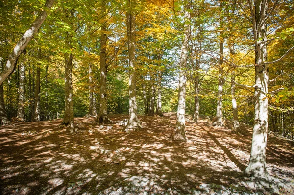 秋の森の紅葉秋の森の色の爆発 — ストック写真