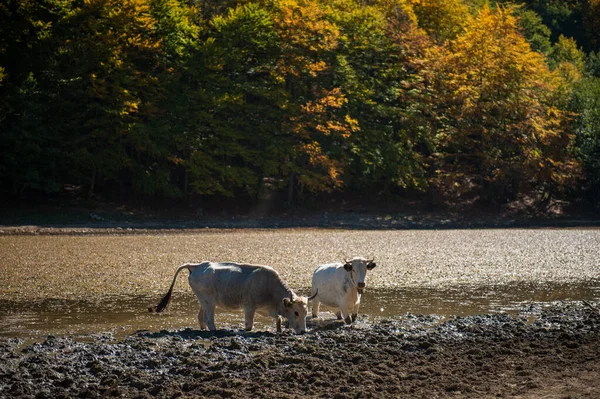 Cows Wild Drinking Mountain Lake Autumn Forest Lake Autumn Period — Stock Photo, Image