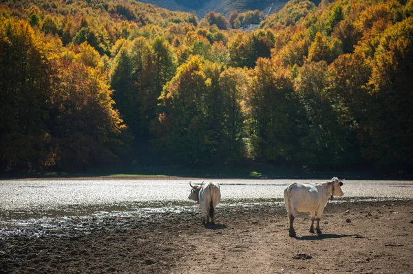 Корови Дикій Природі Ють Гірському Озері Восени Ліс Озеро Осінній — стокове фото