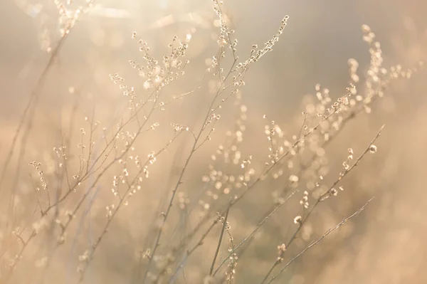 Weeds Light Sunset — Stock Photo, Image