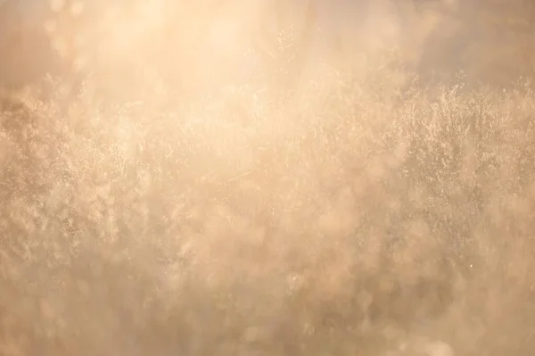 stock image weeds against the light at sunset