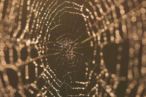 Spinnenweb Bij Zonsondergang — Stockfoto