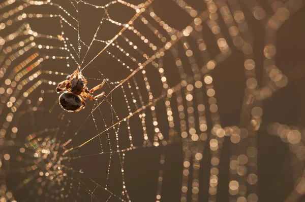Pók Megeszi Zsákmányt Naplementekor — Stock Fotó