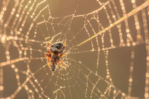 Araña Come Presa Atardecer —  Fotos de Stock