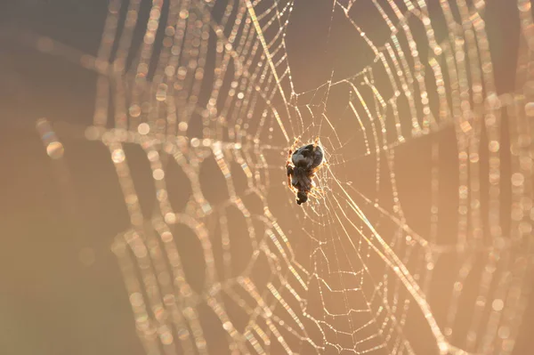 Spider Eats Prey Sunset — Stock Photo, Image