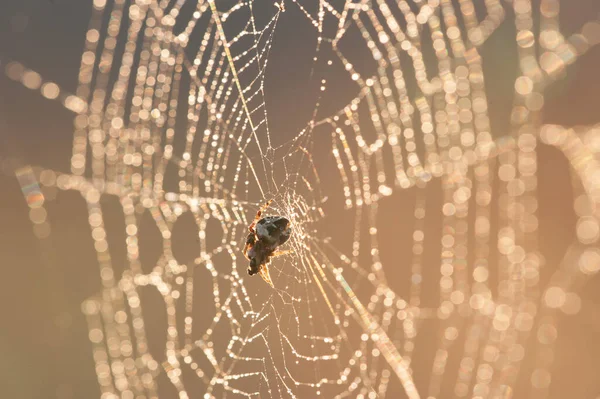Spinne Frisst Beute Bei Sonnenuntergang — Stockfoto