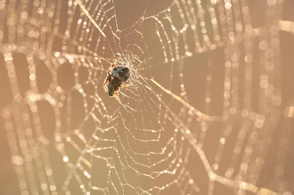 Pók Megeszi Zsákmányt Naplementekor — Stock Fotó