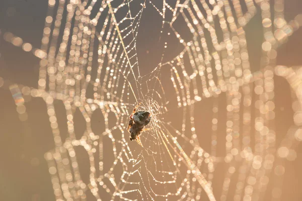Αράχνη Τρώει Θήραμα Στο Ηλιοβασίλεμα — Φωτογραφία Αρχείου