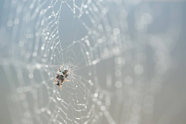 Örümcek Gün Batımında Avını Yer — Stok fotoğraf