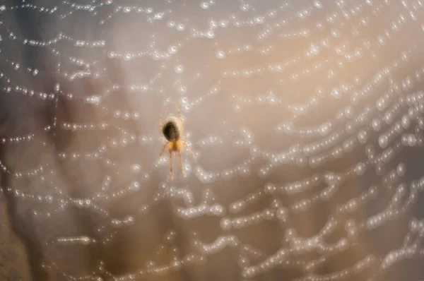 Αράχνη Περιμένει Θήραμα Στον Ιστό Της Αράχνης — Φωτογραφία Αρχείου