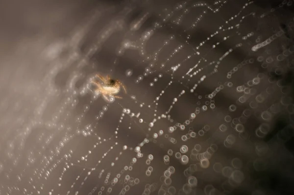Αράχνη Υφαίνει Τον Ιστό Δροσιά — Φωτογραφία Αρχείου