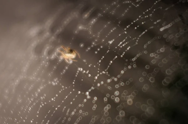 Die Spinne Webt Das Netz Mit Tau — Stockfoto