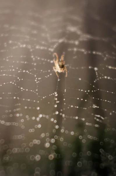 Pók Megjavítja Eső Által Elpusztított Pókhálót — Stock Fotó