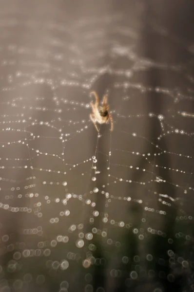 Spider Weaves Web Dew — Stock Photo, Image