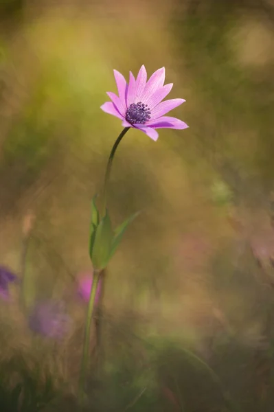 紫色のイソギンチャクの花 — ストック写真