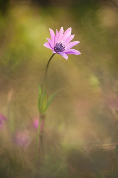 紫色のイソギンチャクの花 — ストック写真