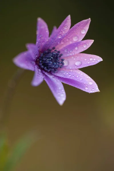 Kwiat Fioletowych Anemonów — Zdjęcie stockowe