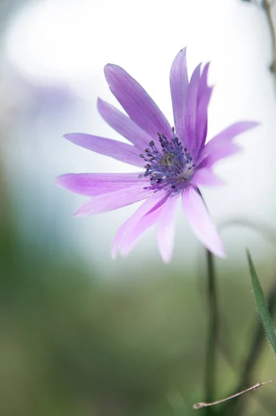 Bloom Purple Anemones — Stock Photo, Image