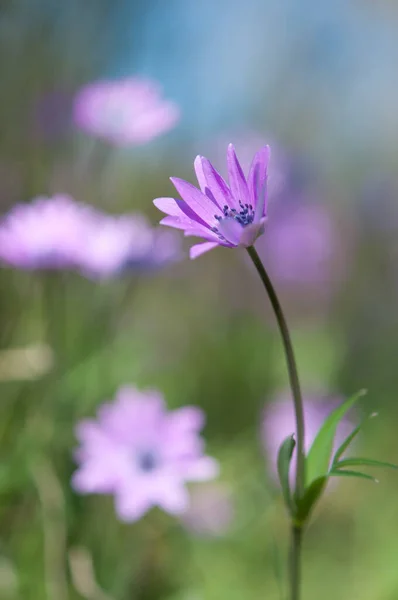 Květy Fialových Sasanek — Stock fotografie