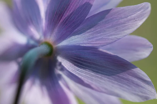 Bloom Purple Anemones — Stock Photo, Image