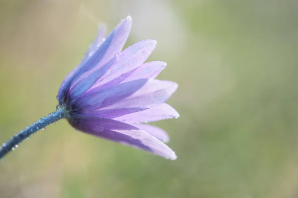 Kwiat Fioletowych Anemonów — Zdjęcie stockowe