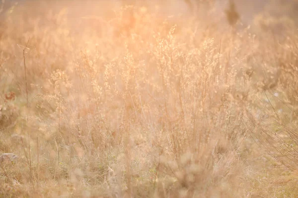 stock image weeds against the light at sunset