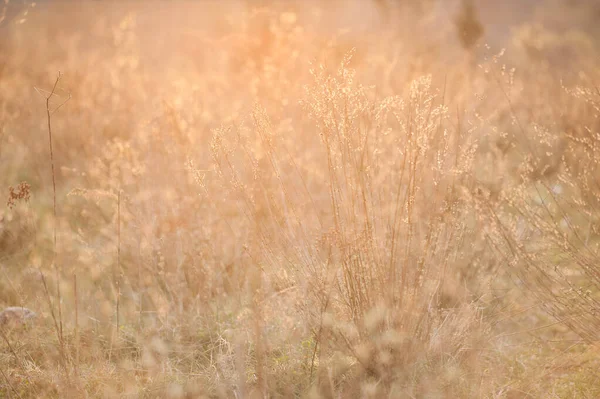 Weeds Light Sunset — Stock Photo, Image