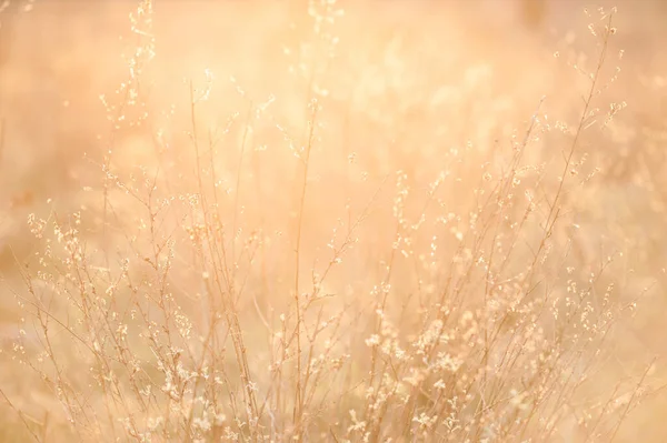 夕阳西下的杂草 — 图库照片