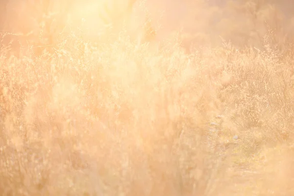 stock image weeds against the light at sunset