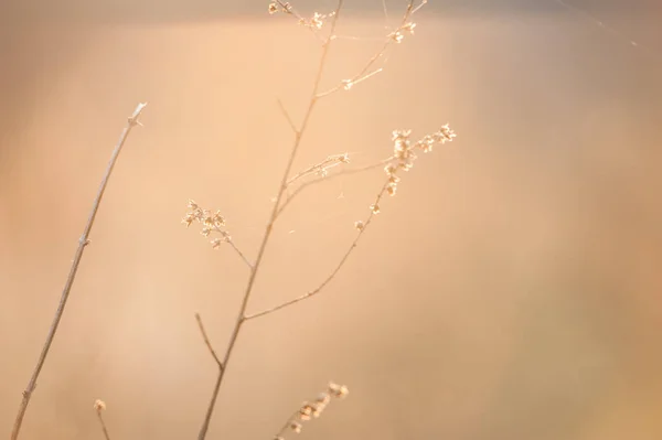 Mauvaises Herbes Contre Lumière Coucher Soleil — Photo