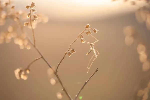 Mücke Auf Einem Trockenen Zweig Bei Sonnenuntergang — Stockfoto
