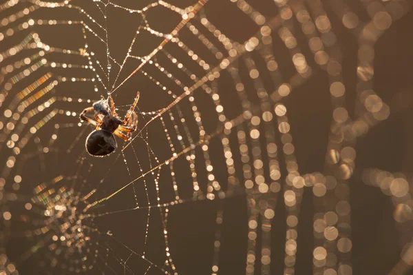 Spinne Frisst Beute Bei Sonnenuntergang — Stockfoto