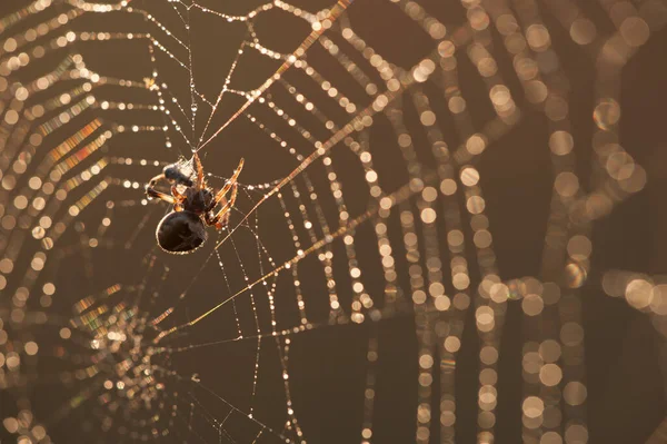Αράχνη Τρώει Θήραμα Στο Ηλιοβασίλεμα — Φωτογραφία Αρχείου