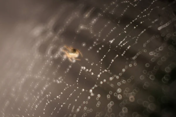 Araña Está Esperando Momento Adecuado Para Matar Presa — Foto de Stock