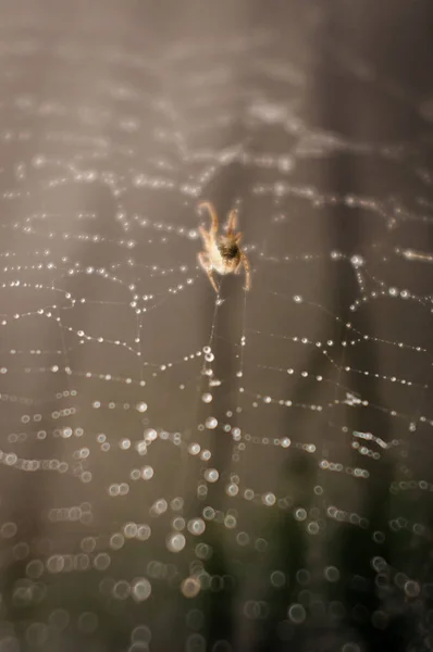 거미는 먹이를 죽이기에 알맞은 기다리고 — 스톡 사진