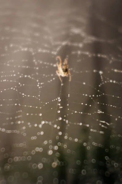 빗물에 파괴된 거미집을 수리하는 — 스톡 사진