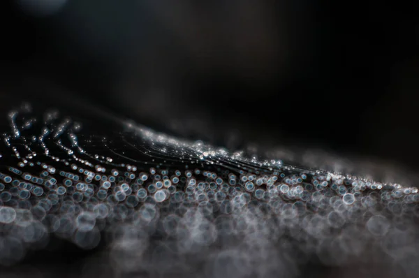 Dauwdruppels Het Spinnenweb — Stockfoto