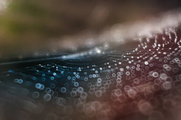 Colorful Reflections Spiderweb Wet Dew — Stock Photo, Image