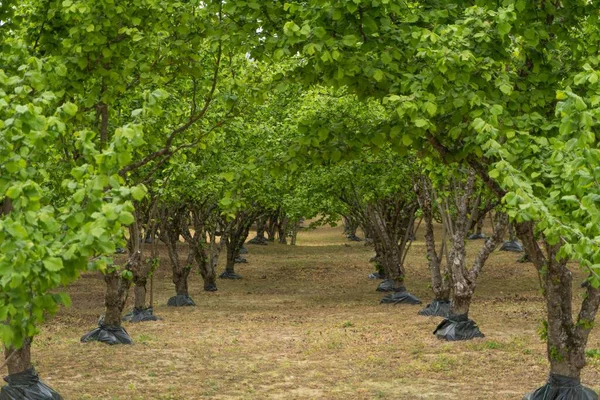 Rows Hazelnut Plantation Italy — Stock Photo, Image