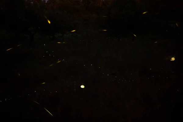 풀밭에 반딧불 — 스톡 사진