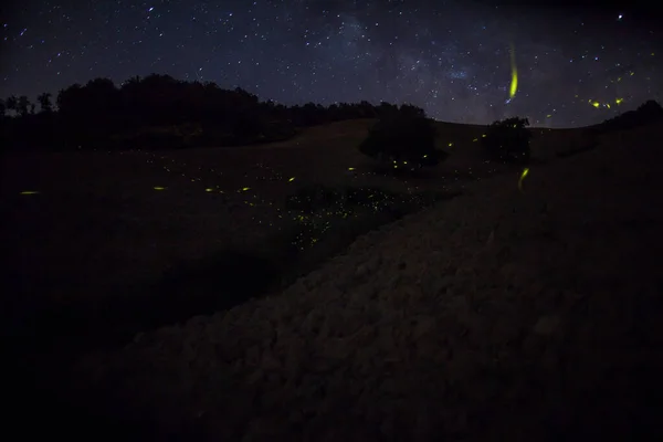 Fireflies Fly Night Dry Ground Starry Sky — Stock Photo, Image
