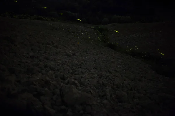 萤火虫在星空下的草地上 — 图库照片